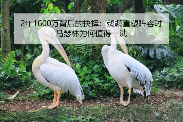 2年1600万背后的抉择：鹈鹕重塑阵容时马瑟林为何值得一试